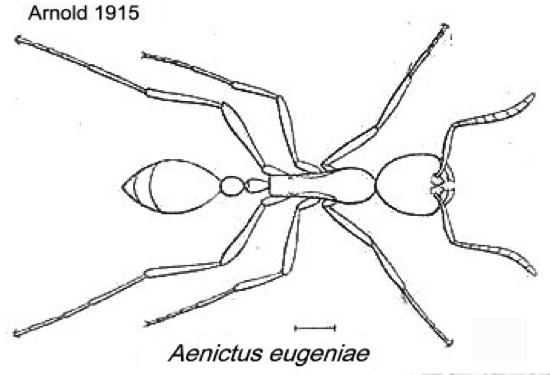 {Aenictus eugenii}
