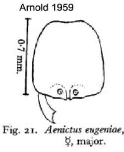 {Aenictus eugenii major head}