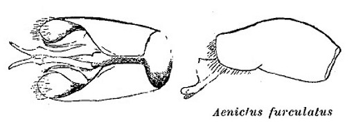 Aenictus furculatus male genitalia