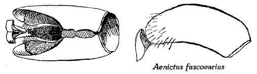 Aenictus fuscovarius male genitalia