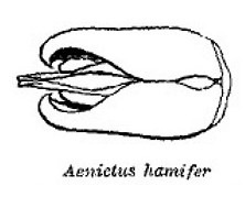 {Aenictus hamifer male genitalia}