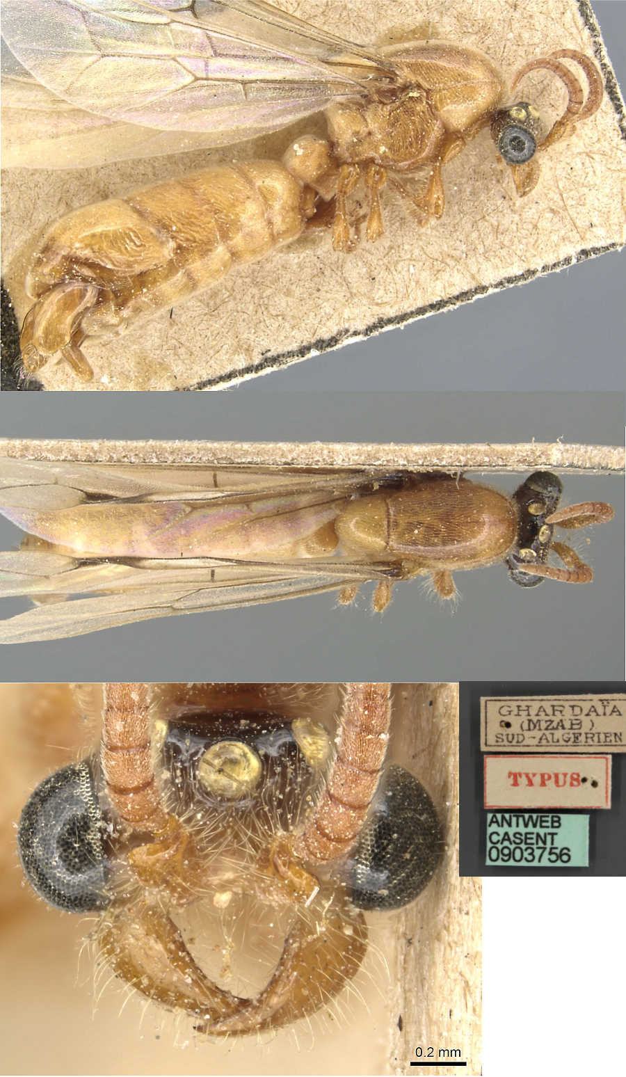 Aenictus hamifer male