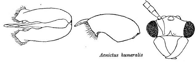 Aenictus humeralis male genitalia
