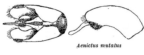 Aenictus mutatus male genitalia