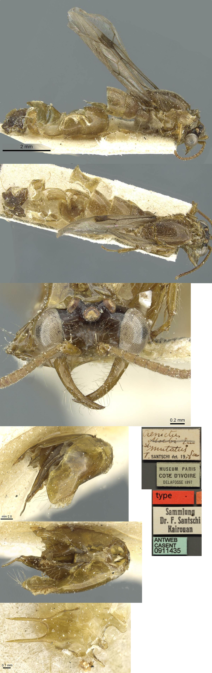 Aenictus mutatus male