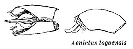 Aenictus togoensis male