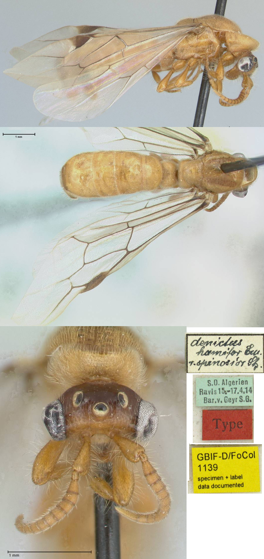 Aenictus hamifer male
