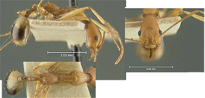 Aphaenogaster phillipsi
