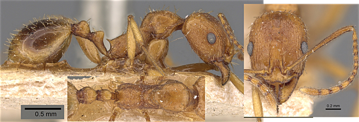 Aphaenogaster syriaca