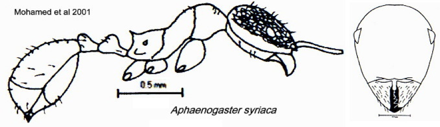 {Aphaenogaster syriaca}