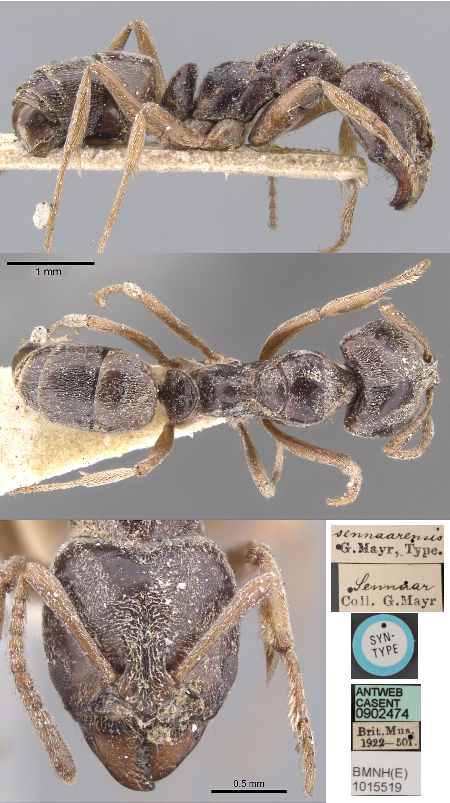 Pachycondyla sennaarensis