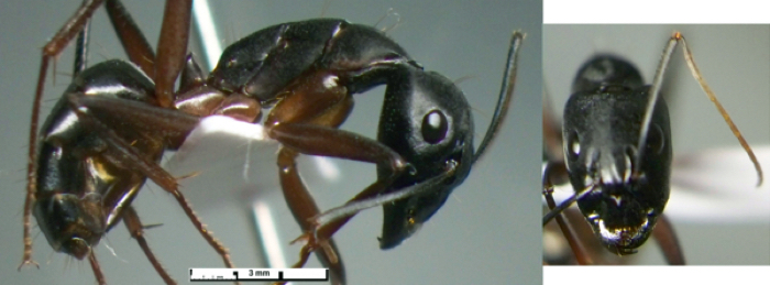 Camponotus adenensis major
