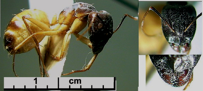 {Camponotus aegyptiacus major}