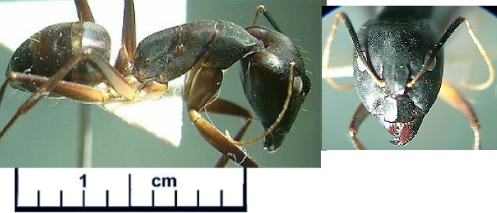 {Camponotus (Tanaemyrmex) maculatus}