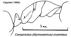 {Camponotus (Myrmosericus) cruentatus