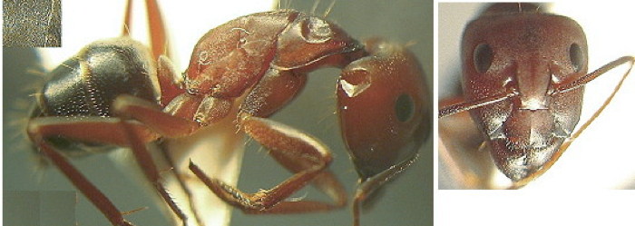 Camponotus cruentatus major