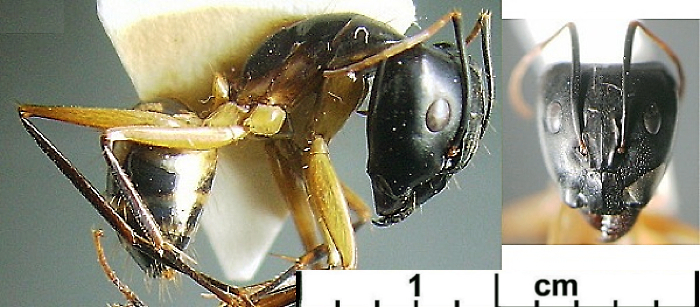 {Camponotus (Tanaemyrmex) maculatus}