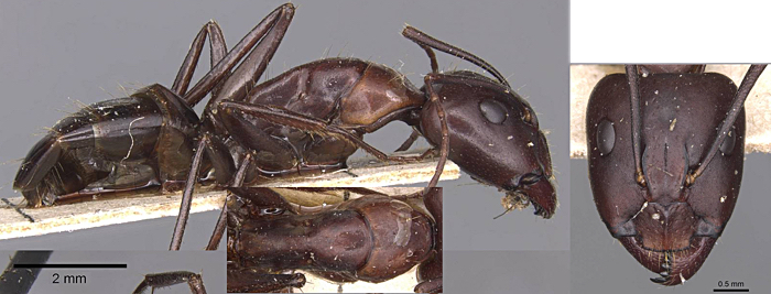 {Camponotus sylvaticus major}