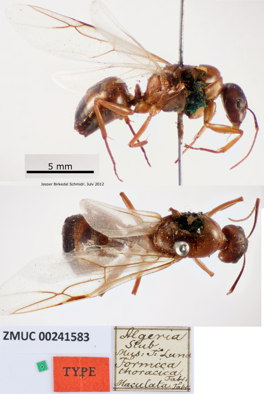 {Camponotus thoracicus queen}