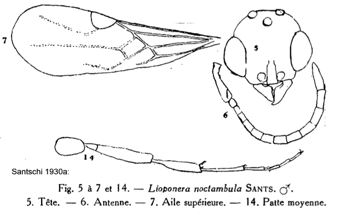 Cerapachys noctambulus male