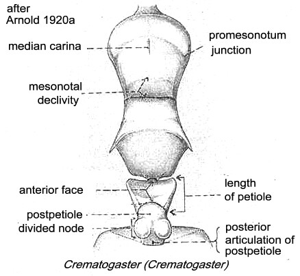 {Crematogaster (Crematogaster)