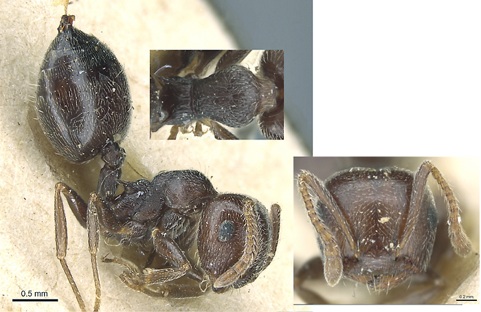 Crematogaster scutellaris nigra