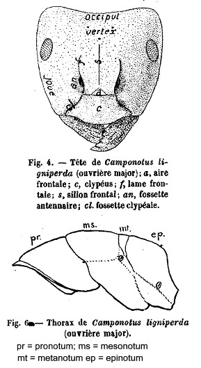 {glossary French}