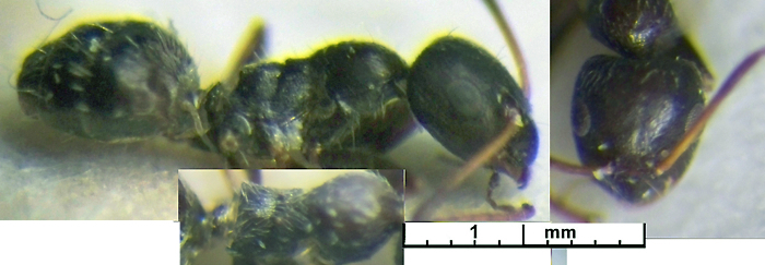 Lepisiota erythraea