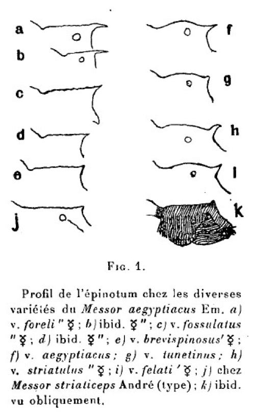 Messor aegyptiacus varieties