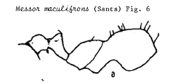 Messor maculifrons