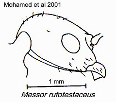 {Messor rufotestaceus}