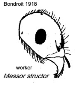{Messor structor lateral head}