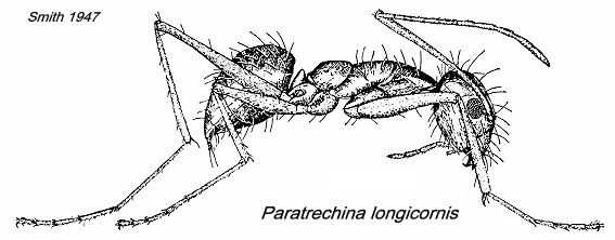 {Paratrechina longicornis}