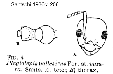 Plagiolepis maura