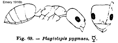 {Plagiolepis pygmaea}