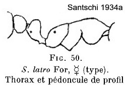 {Solenopsis latro}