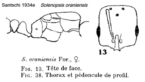 {Solenopsis oraniensis queen}