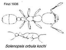 {Solenopsis orbula kochi}