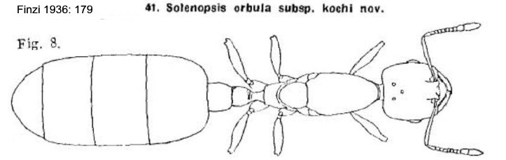 {Solenopsis orbula kochi queen}