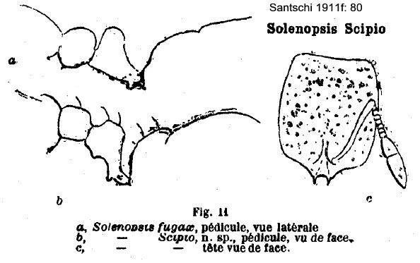 {Solenopsis scipio}