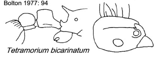 {Tetramorium bicarinatum}