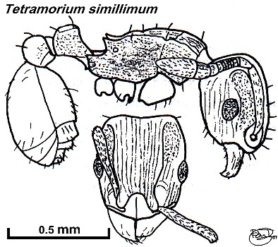Tetramorium simillimum