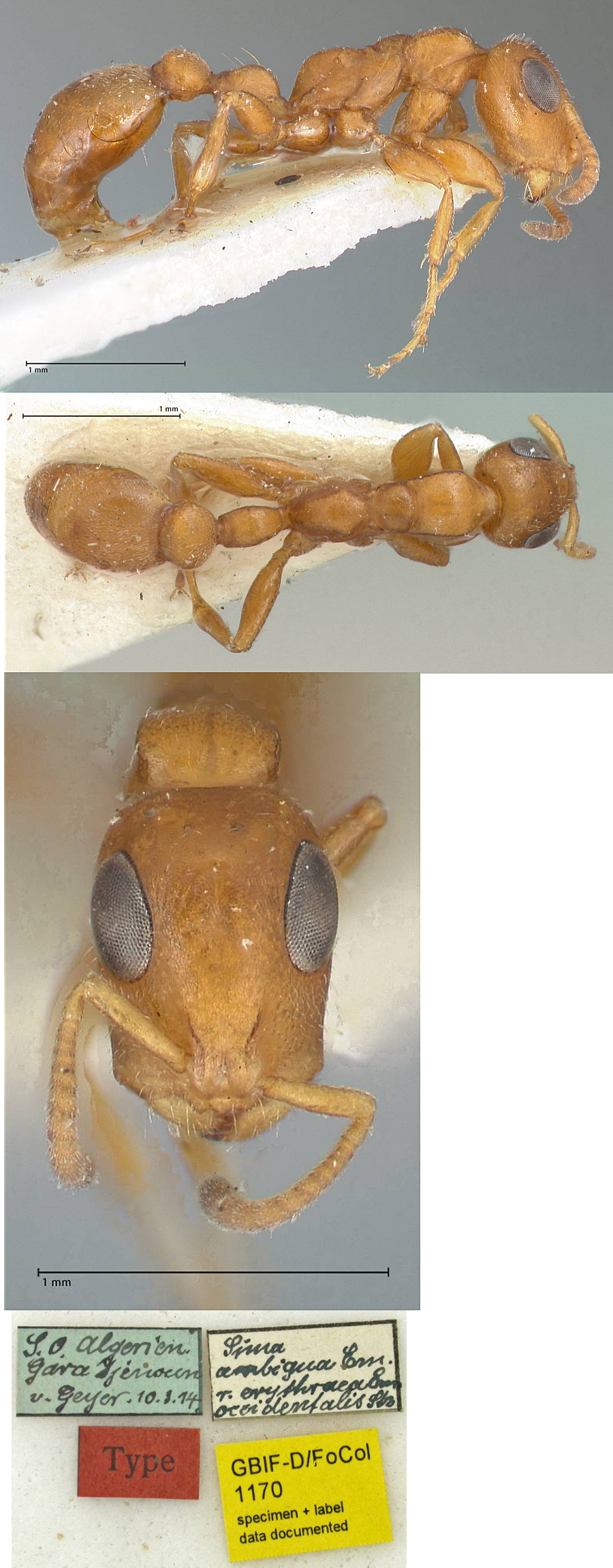 Tetraponera erythraea occidentalis