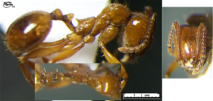Aphaenogaster holtzi