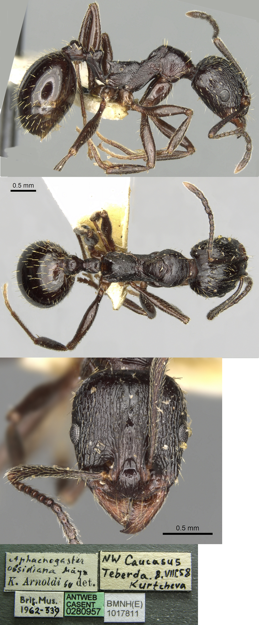 Aphaenogaster obsidiana