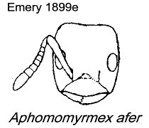 {Aphomomyrmex afer}