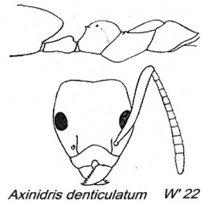 {Axinidris denticulatum}