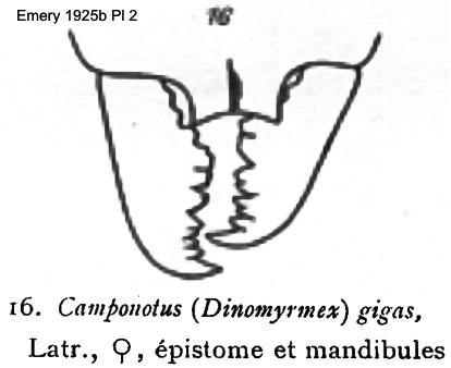 Camponotus (Dinomyrmex) gigas