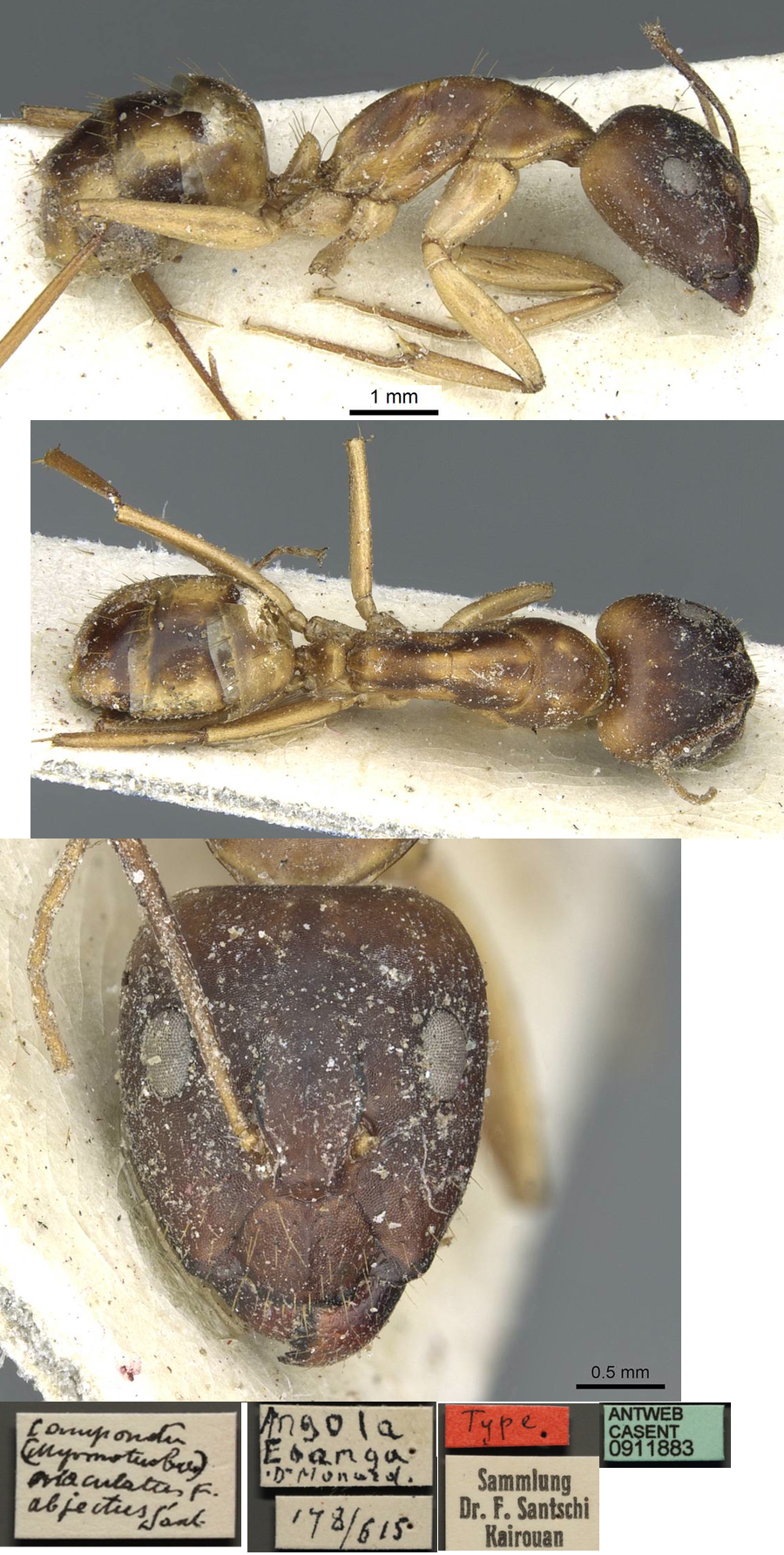 Camponotus abjectus major
