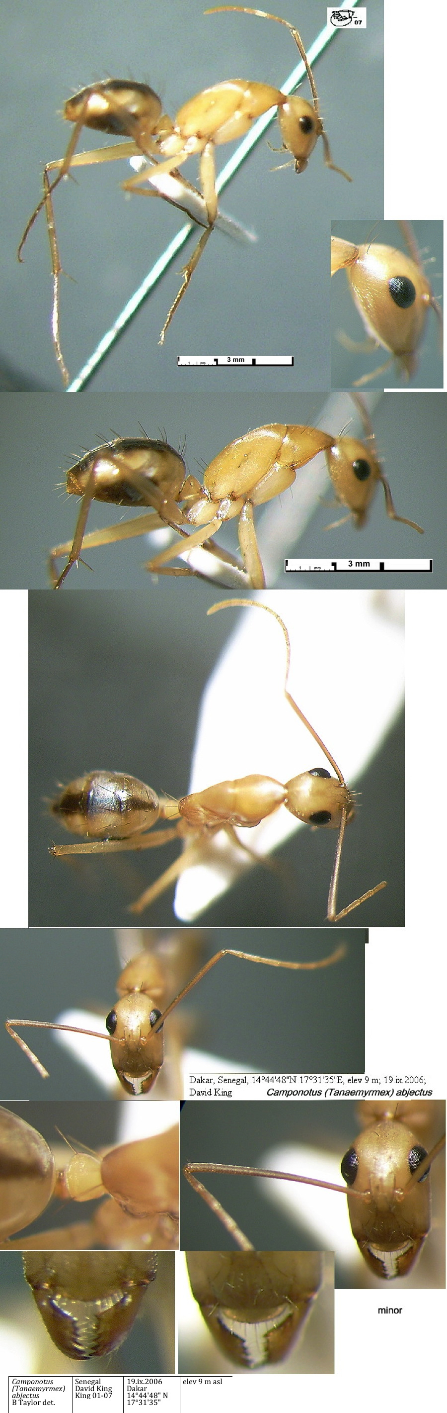 {Camponotus abjectus minor}